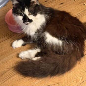 Hess -  Domestic Long Hair Cat for Adoption in Tampa, Florida - Hess | PetCurious