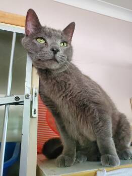 Chevy -  Domestic Short Hair Cat for Adoption in Hamilton, Ontario - Chevy | PetCurious