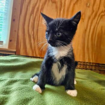 Domestic Medium Hair Cats Available for Adoption in Delta, Alabama - Margo | PetCurious