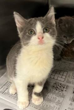 Domestic Short Hair Cats Available for Adoption in Houston, Texas - MOXIE | PetCurious