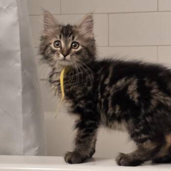 Finch -  Domestic Long Hair and Maine Coon Cat for Adoption in Mastic, New York - Finch | PetCurious
