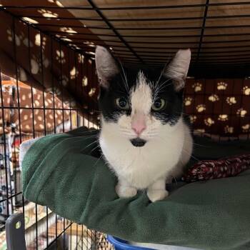 Dolly -  Domestic Short Hair Cat for Adoption in Blasdell, New York - Dolly | PetCurious