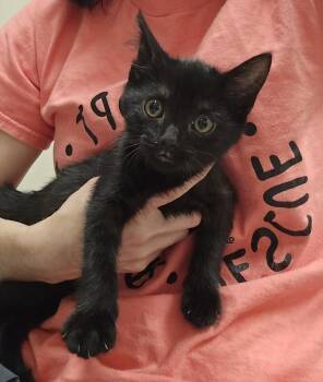 Hunter -  Domestic Short Hair Cat for Adoption in Dickson, Tennessee - Hunter | PetCurious