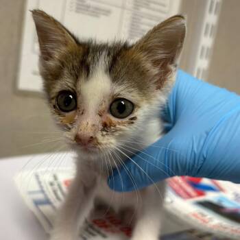 Polly -  Domestic Short Hair Cat for Adoption in Yuma, Arizona - Polly | PetCurious