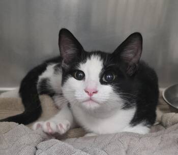 Magic -  Domestic Short Hair Cat for Adoption in Mission Viejo, California - Magic | PetCurious