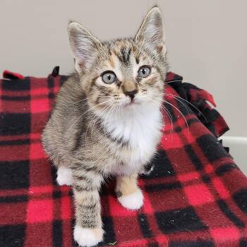 Zola -  Torbie Cat for Adoption in Marshfield, Wisconsin - Zola | PetCurious