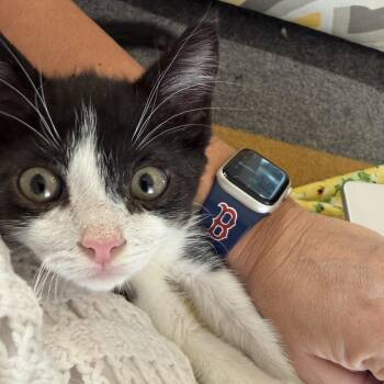 Butler -  Domestic Short Hair Cat for Adoption in San Antonio, Texas - Butler | PetCurious