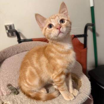 Rescue Tabby and Domestic Short Hair Cats for Adoption in Tulsa, Oklahoma - Truffle | PetCurious