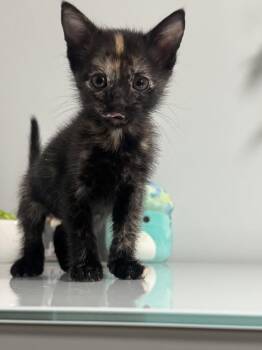 Rosemary -  Tortoiseshell and Domestic Short Hair Cat for Adoption in Buford, Georgia - Rosemary | PetCurious