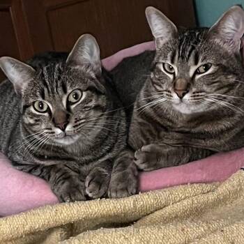 Rescue Domestic Short Hair Cats for Adoption in Houston, Texas - Tiger | PetCurious