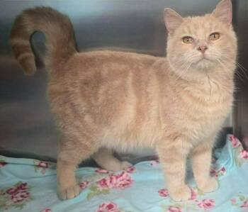 Domestic Medium Hair Cats Available for Adoption - Tater Salad | PetCurious