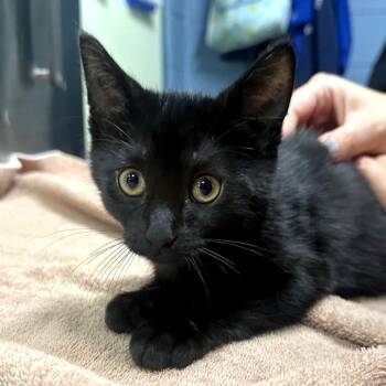 Step Stool -  Domestic Short Hair Cat for Adoption in Providence, Rhode Island - Step Stool | PetCurious