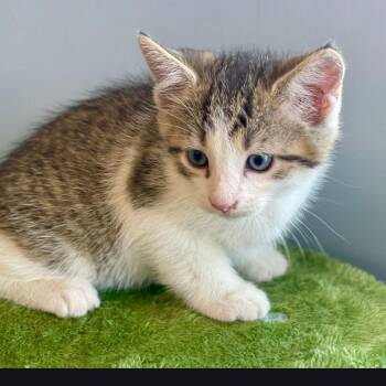 Clove -  Domestic Short Hair Cat for Adoption in Kingman, Arizona - Clove | PetCurious