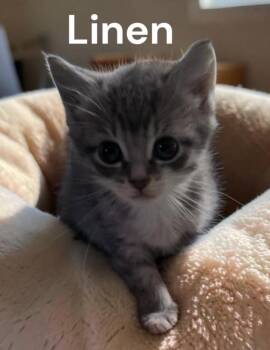 Linen -  Tabby Cat for Adoption in Weems, Virginia - Linen | PetCurious