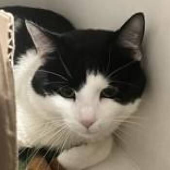 Domestic Short Hair Cats Available for Adoption in Hilliard, Ohio - Bashair | PetCurious