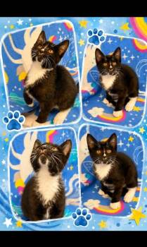 yoshi -  Domestic Short Hair Cat for Adoption in Rensselaer, Indiana - Yoshi | PetCurious