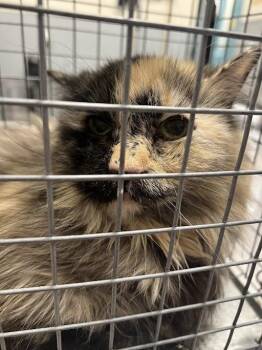 Domestic Long Hair Cats Available for Adoption in Las Vegas, Nevada - CELESTIA | PetCurious