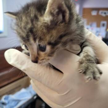 Domestic Short Hair Cats Available for Adoption in Fort Walton Beach, Florida - CHRISTINA YANG | PetCurious