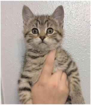 Willow -  Domestic Short Hair Cat for Adoption in Eugene, Oregon - Willow | PetCurious