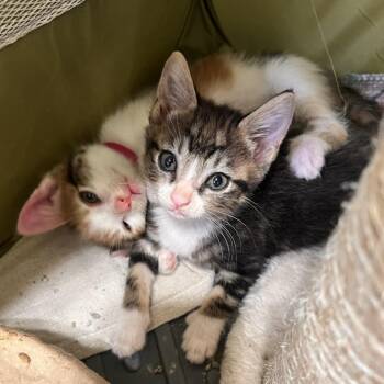 Reel 29 -  Domestic Short Hair Cat for Adoption in Austin, Texas - Reel 29 | PetCurious