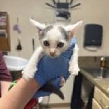 Catsup -  Domestic Short Hair Cat for Adoption in Austin, Texas - Catsup | PetCurious