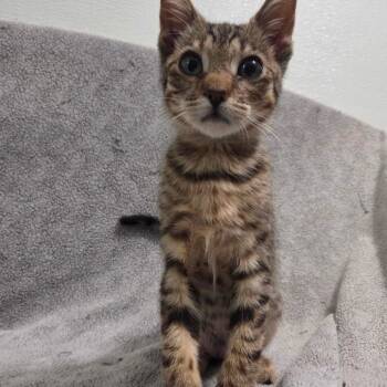 Taxi -  Domestic Short Hair Cat for Adoption in Brea, California - Taxi | PetCurious