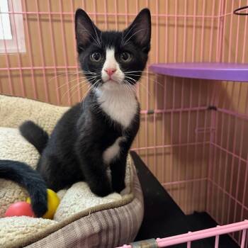 Irwin -  Domestic Short Hair Cat for Adoption in Priest River, Idaho - Irwin | PetCurious