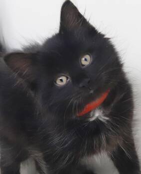 Zyair is a FLUFF snuggle monster -  Maine Coon and Norwegian Forest Cat Cat for Adoption in Bedford Hills, New York - Zyair Is A FLUFF Snuggle Monster | PetCurious