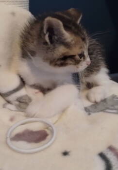 Rescue Domestic Short Hair Cats for Adoption in Battle Ground, Washington - Fletcher (White) | PetCurious