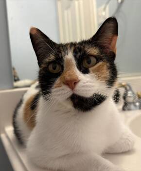 Domestic Short Hair Cats Available for Adoption - Beatrix | PetCurious