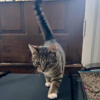 Domestic Short Hair Cats Available for Adoption - Chuck | PetCurious