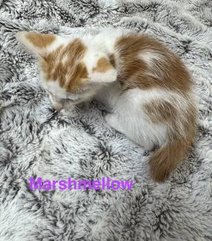 Marshmellow -  Domestic Medium Hair Cat for Adoption in Shrewsbury, Massachusetts - Marshmellow | PetCurious