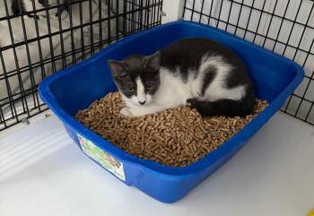 Rune -  Domestic Short Hair Cat for Adoption in Trenton, New Jersey - Rune | PetCurious