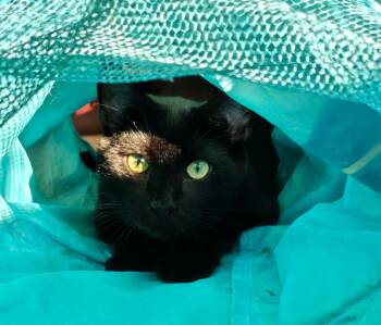 Rescue Domestic Short Hair Cats for Adoption in Mayfield, New York - Stormy & Shadow | PetCurious