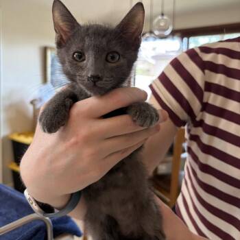 Maverick -  Domestic Short Hair and Russian Blue Cat for Adoption in Long Beach, California - Maverick | PetCurious