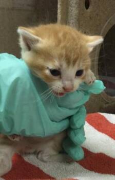 Domestic Short Hair Cats Available for Adoption in Riverside, California - A1914270 | PetCurious