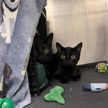 Ladybug -  Domestic Short Hair Cat for Adoption in Brockton, Massachusetts - Ladybug | PetCurious