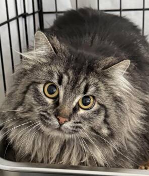 Moira -  Domestic Long Hair Cat for Adoption in Ontario, Oregon - Moira | PetCurious