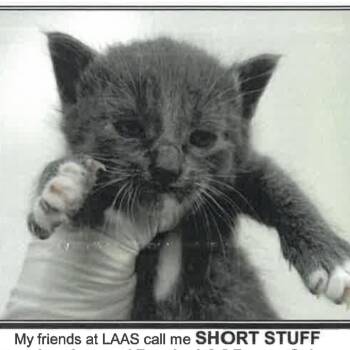 Short Stuff -  Domestic Short Hair Cat for Adoption in Los Angeles, California - Short Stuff | PetCurious