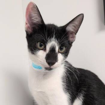 Gerard -  Domestic Short Hair Cat for Adoption in Hattiesburg, Mississippi - Gerard | PetCurious