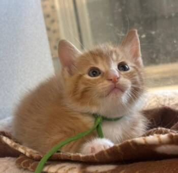 Sunchip -  Domestic Short Hair Cat for Adoption in Viroqua, Wisconsin - Sunchip | PetCurious