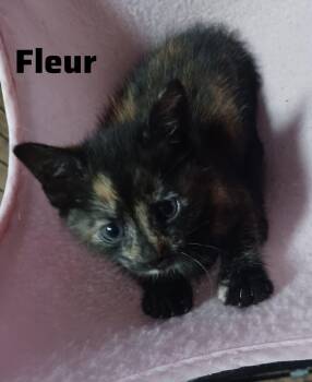 Calico Cats Available for Adoption in Shrewsbury, Massachusetts - Fleur | PetCurious