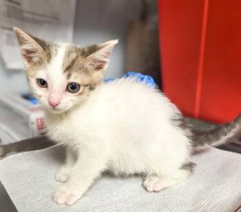 Princess Leia -  Domestic Short Hair Cat for Adoption in Fresno, California - Princess Leia | PetCurious