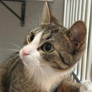 Paramore -  Domestic Short Hair Cat for Adoption in Richmond, Virginia - Paramore | PetCurious
