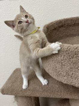 Ritz -  Domestic Short Hair Cat for Adoption in Red Wing, Minnesota - Ritz | PetCurious