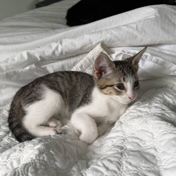 Meii Mei -  Tabby Cat for Adoption in Pendleton, Oregon - Meii Mei | PetCurious
