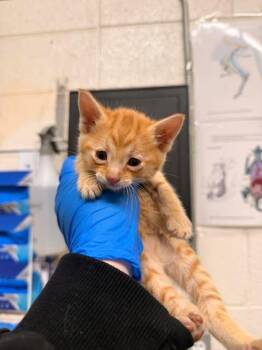 Domestic Short Hair Cats Available for Adoption in Fruit Heights, Utah - Velveeta | PetCurious