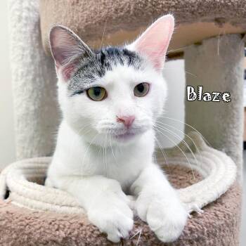 Extra Toes Cat Hemingway Polydactyl and Domestic Short Hair Cats Available for Adoption in Carmel, Indiana - Blaze ~Bonded With Sparky | PetCurious