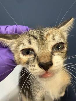 Domestic Short Hair Cats Available for Adoption in Doral, Florida - LEXA | PetCurious