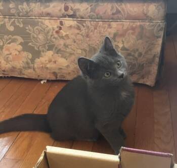 Rescue Domestic Short Hair Cats for Adoption in Sainte-angèle-de-monnoir, Quebec - Persil (FA/FF) | PetCurious